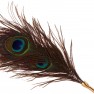 Plumero Peacock Tickler Dona - photo 1